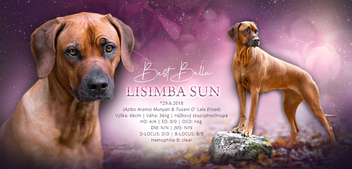 O nás/About us :: Ane Simba - Rhodesian Ridgeback Kennel
